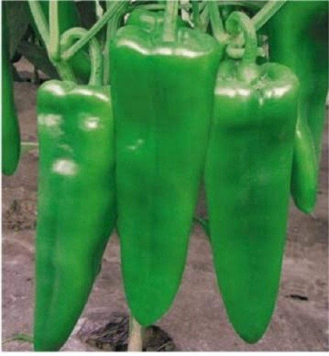 NU4 Chilli